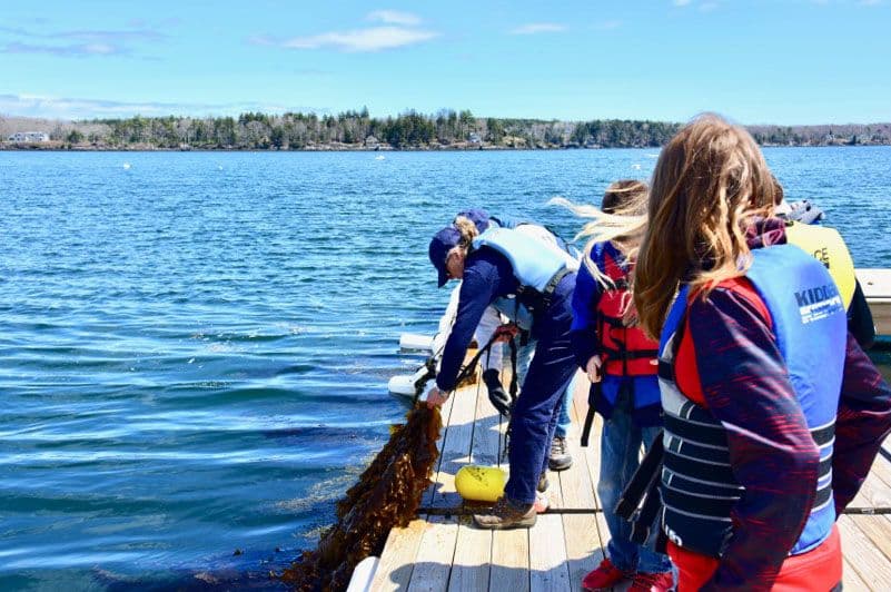 Middle school students watch as their classroom seaweed is harvested from a kelp farm.